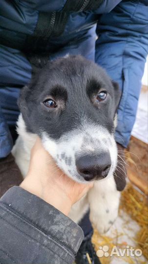 Щенок в добрые руки