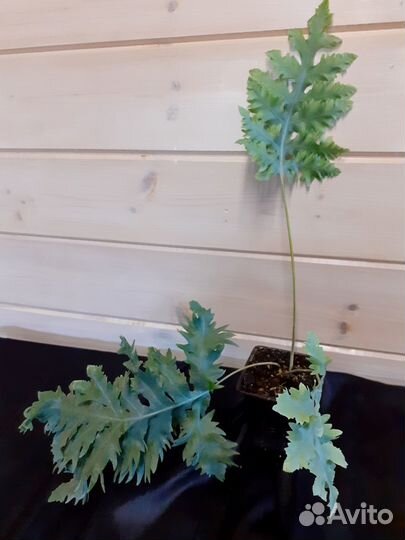 Папоротники комнатные