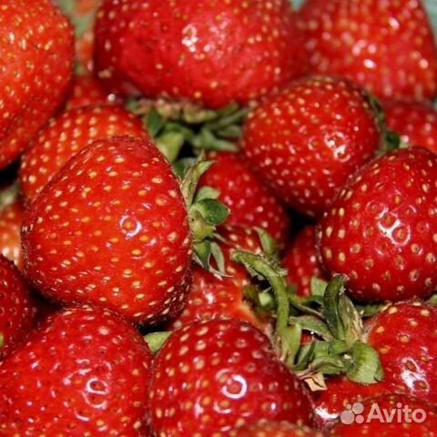 Саженцы клубники, земляники садовой