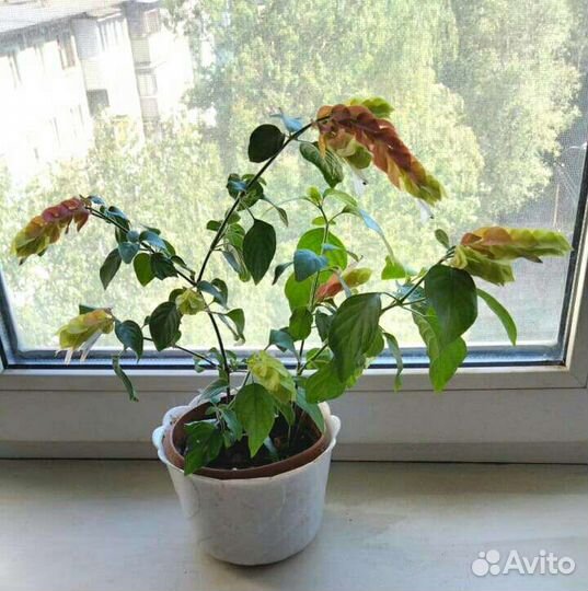 Белоперонье,крестовник,сцендапус,герань,цилиндрик