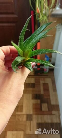 Суккуленты