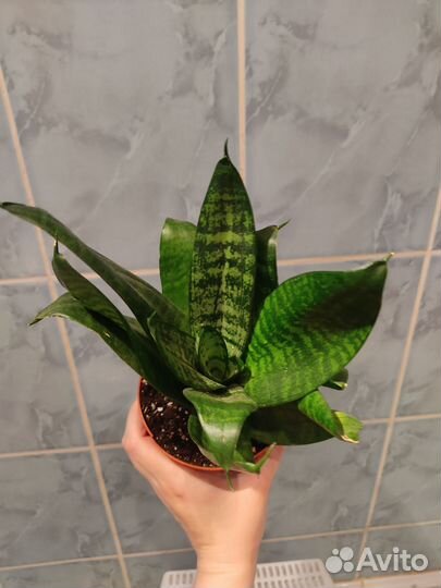 Сансевиерия Ханни, Цилиндрика, Муншайн