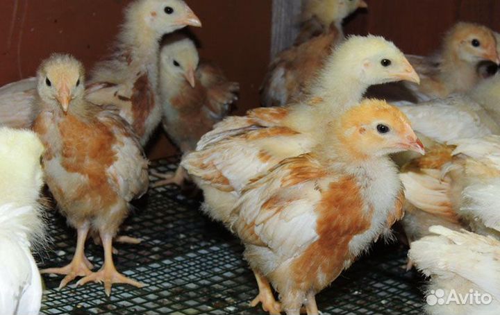 Цыплята месячные