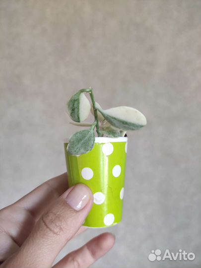 Комнатное растение дисхидия