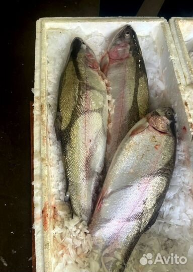Форель свежая из Карелии (Опт От 20 кг)