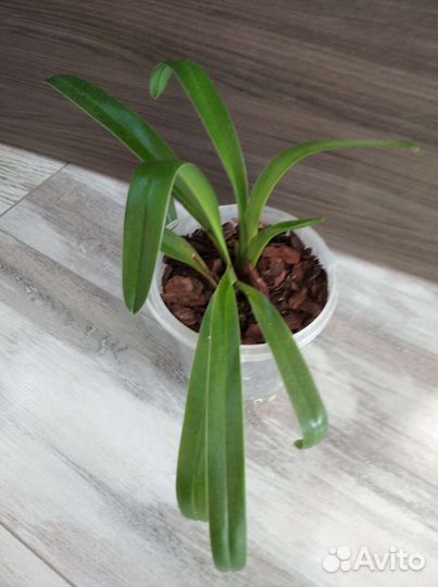 Орхидея пафиопедилум