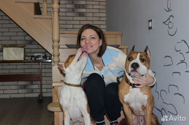 Коррекция проблемного поведения терьеров