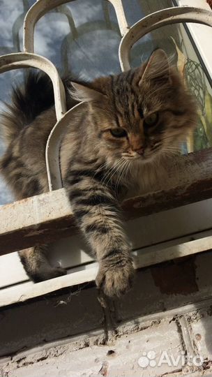 Котик мурлыка, ласкун в добрые руки