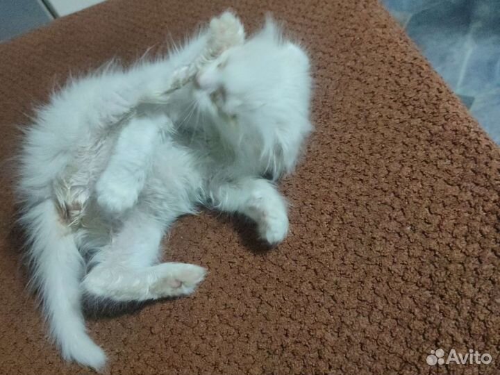 Кошка в добрые руки