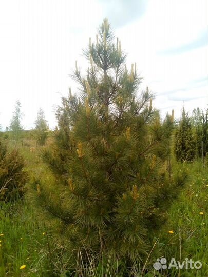 Саженцы кедра зкс