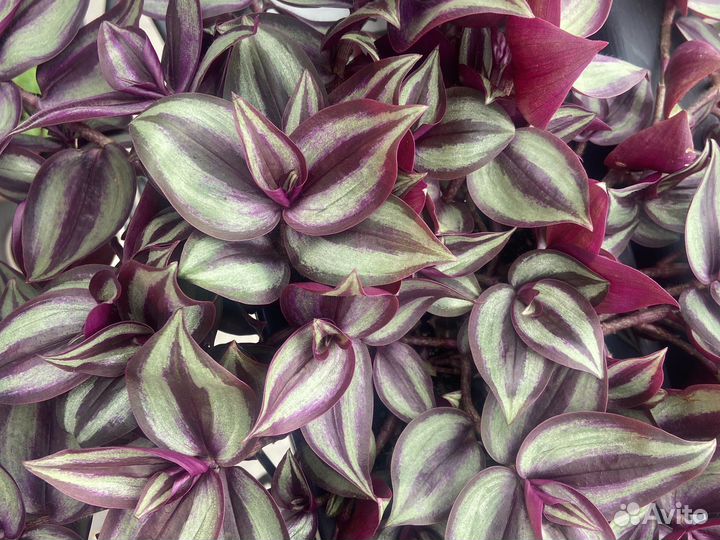 Комнатные цветы традесканция