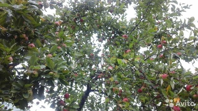 Участок 6 сот. (СНТ, ДНП)