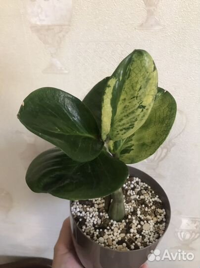 Замиокулькас big Round leaf