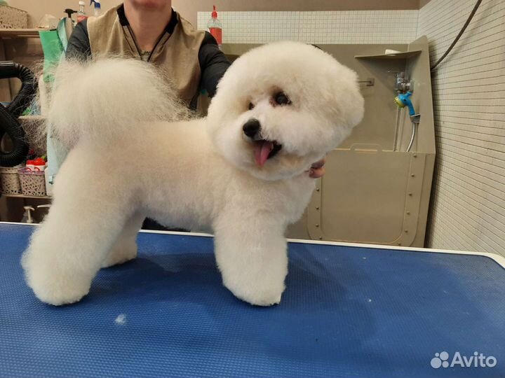 Грумер. Стрижка собак, кошек. чистка зубов-гигиена