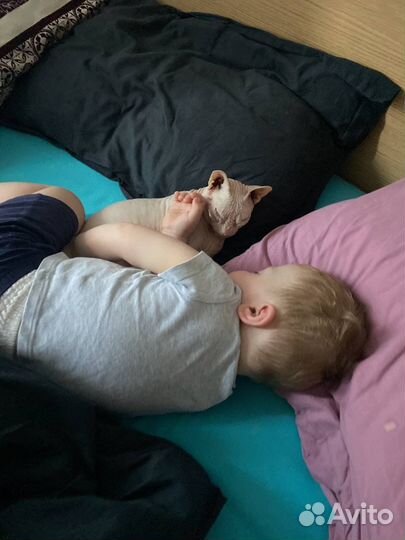 Передержка собак в домашних условиях