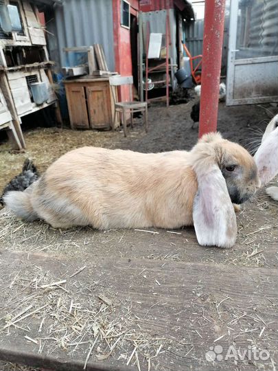 Французский баран