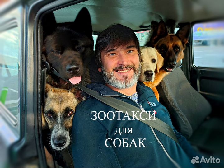 Зоотакси/ Перевозка собак/ Транспортировка собак