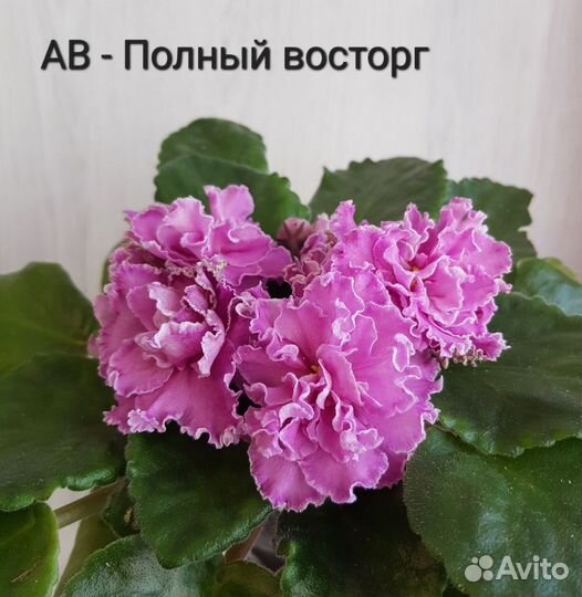 Фиалка, лист