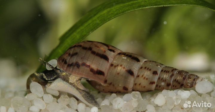 Улитка мелания