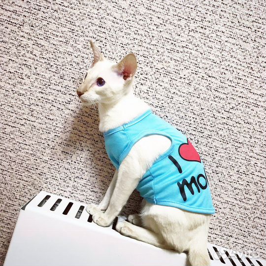 Одежда для кошек