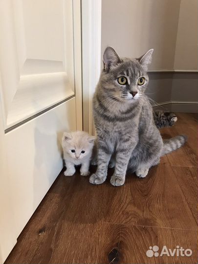 Котята от британской прямоухой с окрасом табби