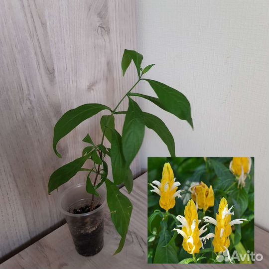 Комнатные цветы 39