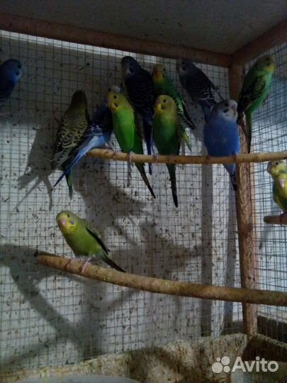 Волнистые попугаи Каррела Неразлучники