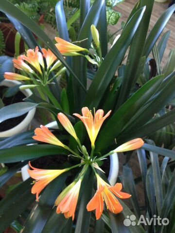 Комнатные цветы кливия и другие цветы