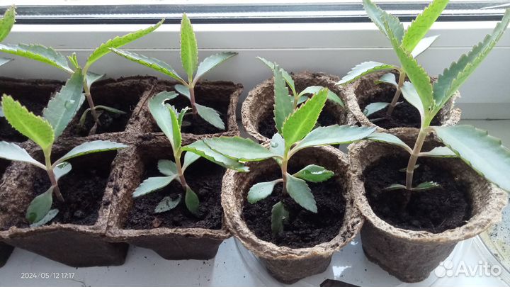 Каланхоэ лечебное