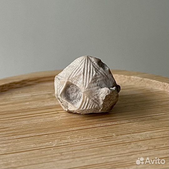 Коллекционная окаменелость - цистоидея иглокожий