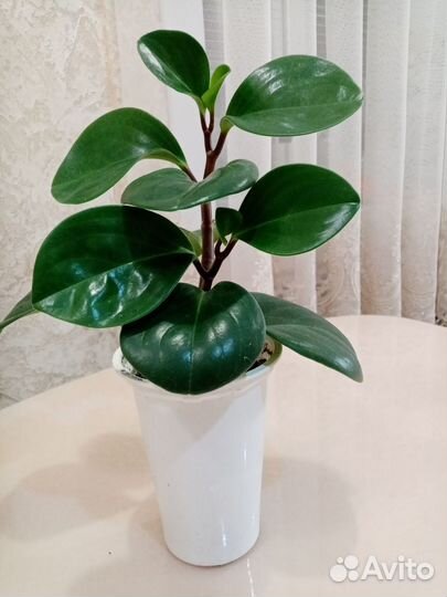 Пеперомия туполистная