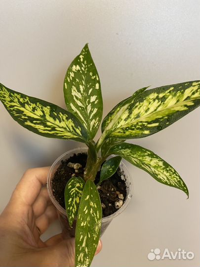 Диффенбахия Стар брайт