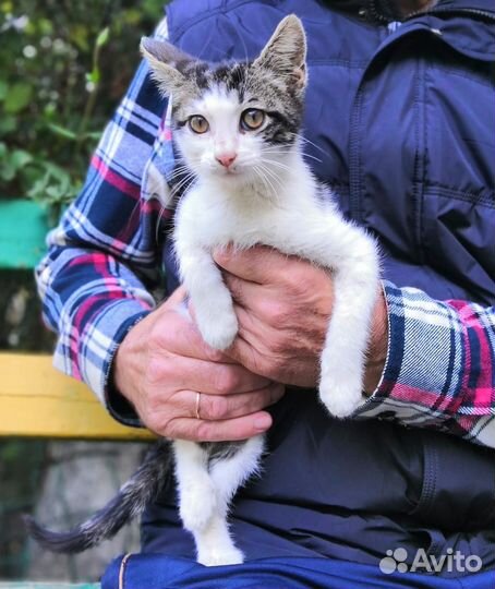 Котенок в дар