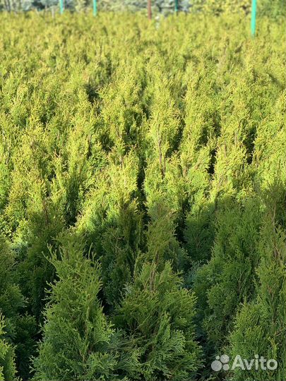 Туя смарагд