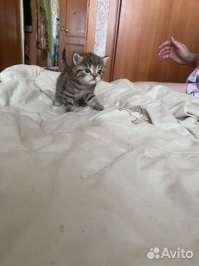 Британские котята