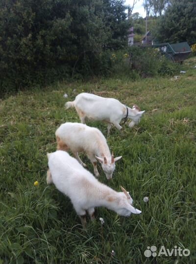 Коза и 2 козленка