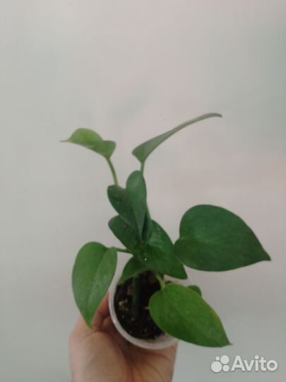 Сциндапсус