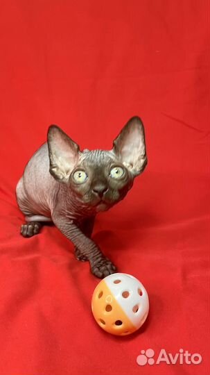 Канадский сфинкс