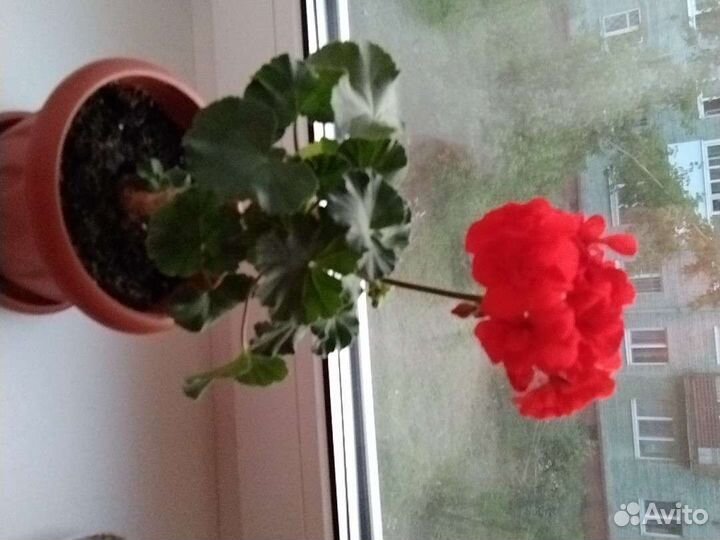 Пеларгония герань сортовая