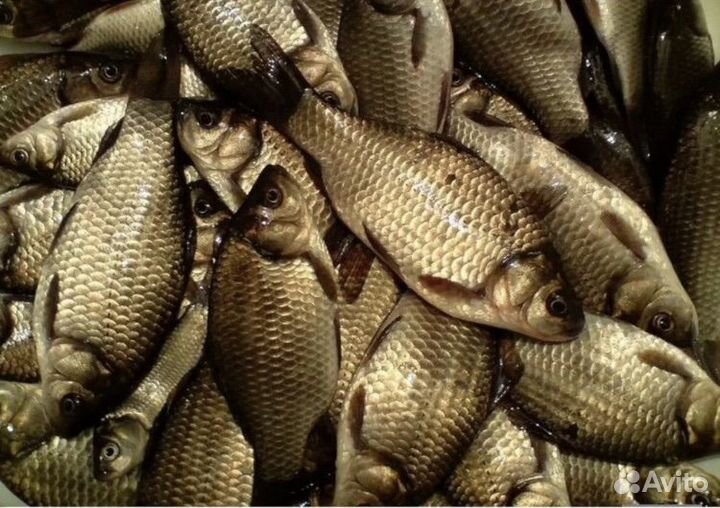 Живец карась