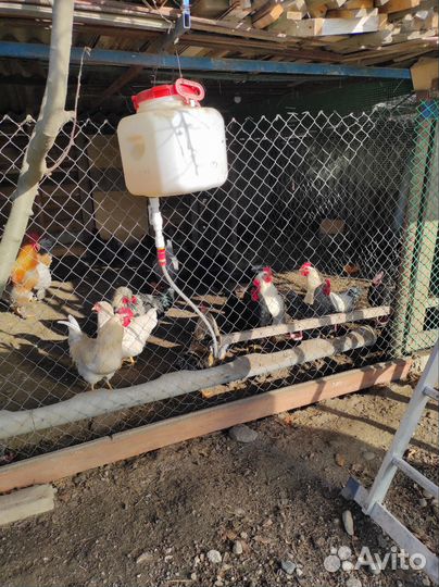 Петухи домашние