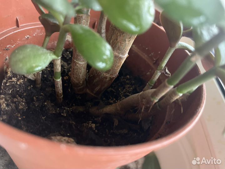 Толстянка денежное дерево