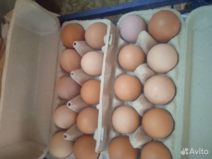 Утиные И куриные инкубационные яйца