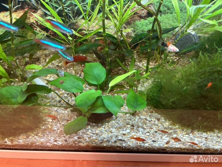 Аквариум Juwel 70л