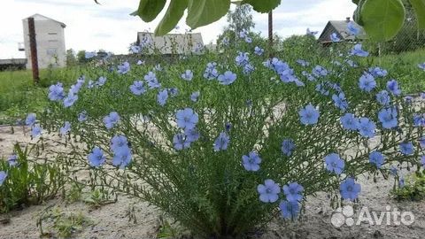 Цветы многолетние