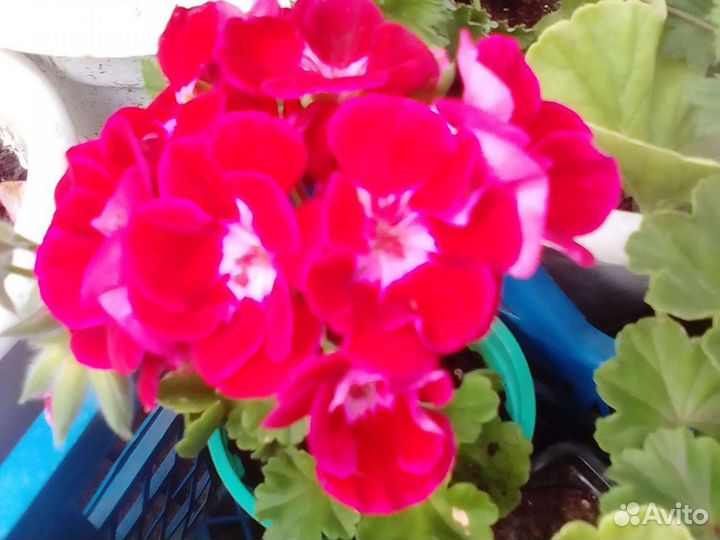 Рассада Цветов