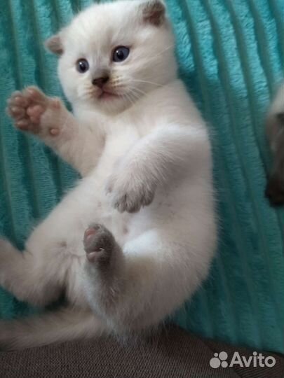 Шотландские котята
