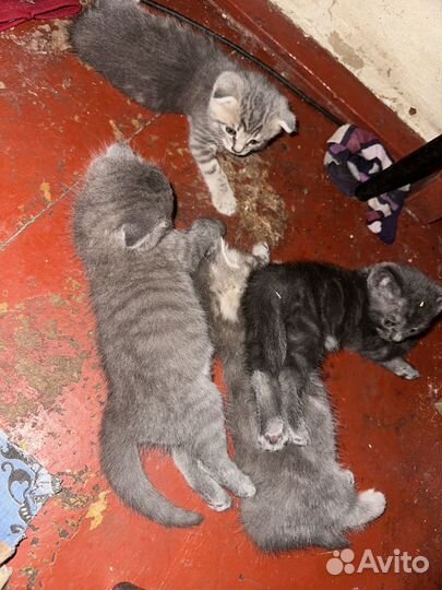 Продам котят