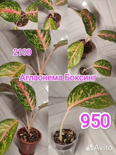 Аглаонемы разные