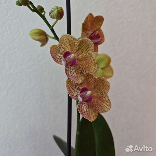Орхидея фаленопсис